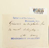 Grimmia trichophylla image