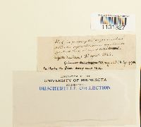 Grimmia trichophylla image