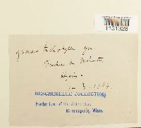 Grimmia trichophylla image