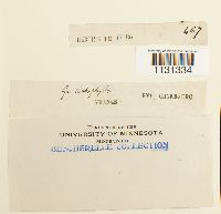 Grimmia trichophylla image