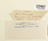 Grimmia trichophylla image