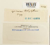 Grimmia trichophylla image