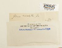 Grimmia trichophylla image