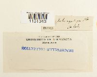 Grimmia trichophylla image