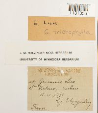 Grimmia trichophylla image