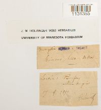 Grimmia trichophylla image