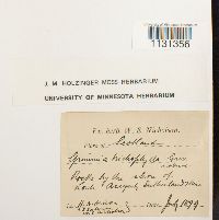 Grimmia trichophylla image