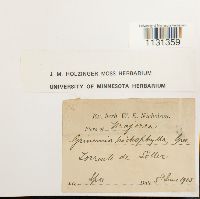 Grimmia trichophylla image