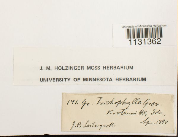 Grimmia trichophylla image