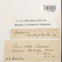 Grimmia trichophylla image