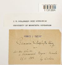 Grimmia trichophylla image