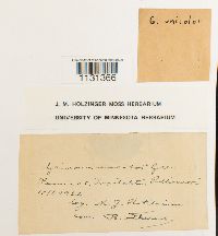 Grimmia unicolor image