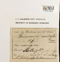 Grimmia unicolor image