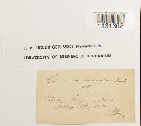 Grimmia unicolor image