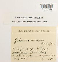 Grimmia unicolor image