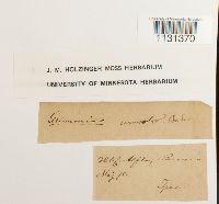 Grimmia unicolor image