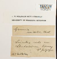 Grimmia unicolor image