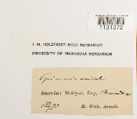 Grimmia unicolor image