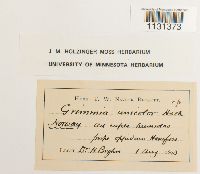 Grimmia unicolor image