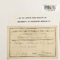 Grimmia unicolor image