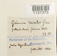 Grimmia unicolor image