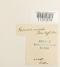 Grimmia unicolor image