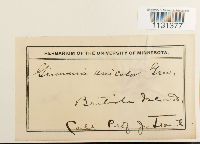 Grimmia unicolor image