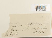 Grimmia unicolor image