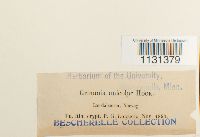 Grimmia unicolor image