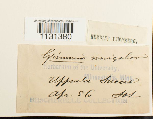 Grimmia unicolor image