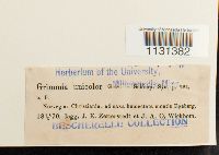 Grimmia unicolor image