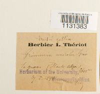 Grimmia unicolor image