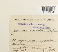 Grimmia unicolor image