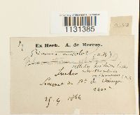 Grimmia unicolor image