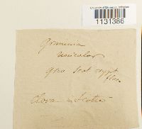 Grimmia unicolor image