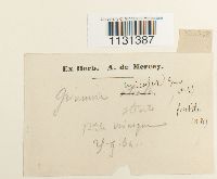 Grimmia unicolor image