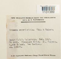 Grimmia reflexidens image