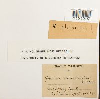 Grimmia pilifera image