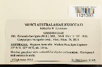 Grimmia laevigata image