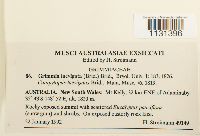 Grimmia laevigata image