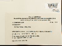 Grimmia laevigata image