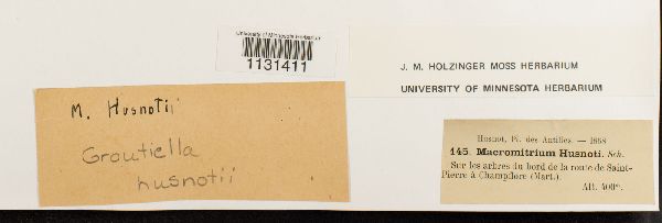 Groutiella husnotii image