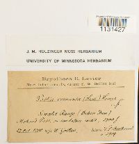 Gymnostomiella vernicosa image