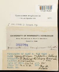 thumbnail image of current specimen