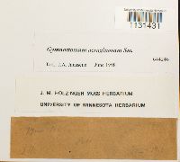 Gymnostomum aeruginosum image