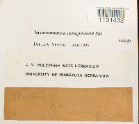 Gymnostomum aeruginosum image