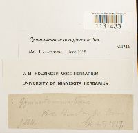 Gymnostomum aeruginosum image