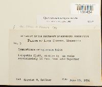 Gymnostomum aeruginosum image