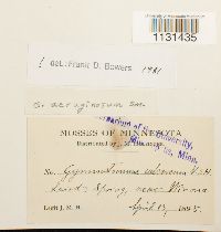 Gymnostomum aeruginosum image