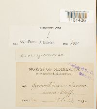 Gymnostomum aeruginosum image